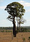 Árvore-garrafa-de-queensland.