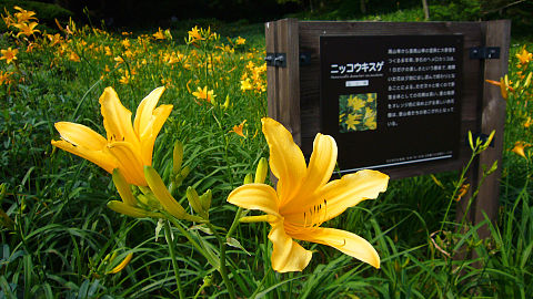 Macizos de "Nikkokisuge" lirios de un día Hemerocallis dumortieri en el jardín botánico alpino Rokko (julio)