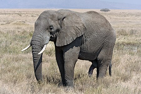 African bush elephant, by Ikiwaner