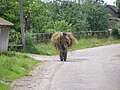 Місцевий житель за роботою