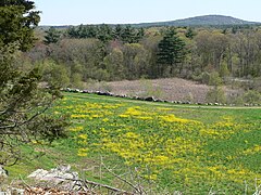 View of Great Blue Hill