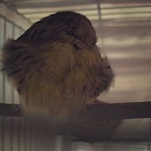 When canaries sleep, they place their head inside their feathers.