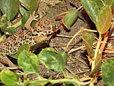 Teratoscincus roborowskii eating a caper fruit