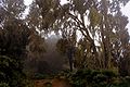 Timberline forest with lichens on Mount Kenya