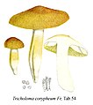 Tricholoma coryphaeum (G. Bresadola Iconographia Mycologica Tab. 54)