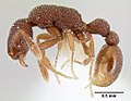 Tyrannomyrmex legatus