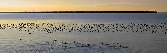 Flock of 2000 tufted ducks in Ystad port, Sweden