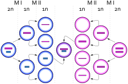 Description de l'image XXYY syndrome.svg.