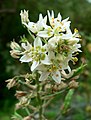 Zigadenus fremontii