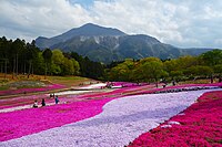 羊山公園芝桜の丘から武甲山