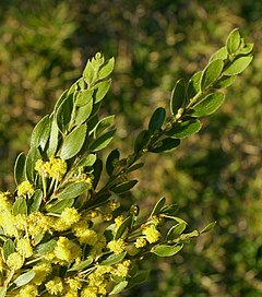 Description de l'image Acacia vestita.jpg.