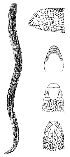 Description de l'image Agamodon arabicus.jpeg.