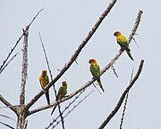 A yellow parrot with green wings and black eye-spots