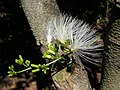 Archidendron lucyii blossoms