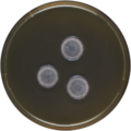 Aspergillus turkensis growing on MEAOX plate