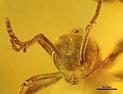 Asymphylomyrmex 10 Sept 2014