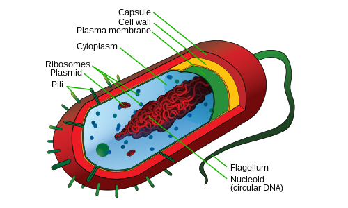 Structure of a prokaryotic cell, by LadyofHats