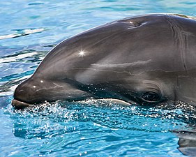 Baby wolphin at Sea Life Park