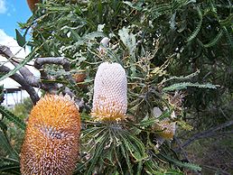 Banksia prionotes