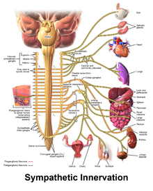 Autonomic Nervous System