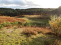 Bourne Wood (en), qui sert de décor à la bataille de Repos-des-Freux.