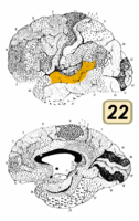 ブロードマンの脳地図における22野