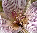 Calochortus striatus