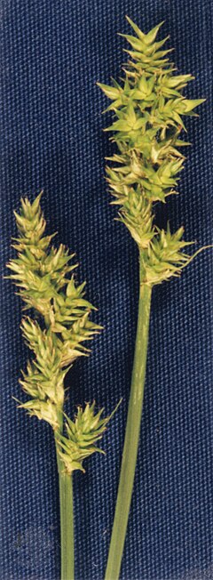 Description de l'image Carex arcta NRCS-1.jpg.