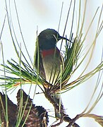 sunbird with green upperparts, brown wings, red chest, and greyish-white underparts