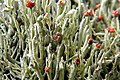 Cladonia gracilis