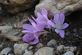 Colchicum persicum