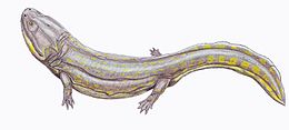 Compsocerops cosgriffi