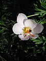 Crocus pulchellus 'Zephyr'