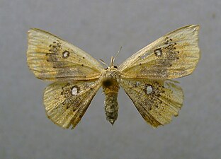 Cyclophora albiocellaria