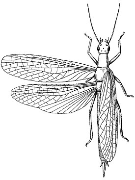 Dieconeura arcuata