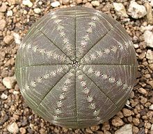 Kloteuforbia (Euphorbia obesa)