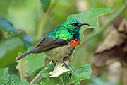 sunbird with green upperparts, red chest, brown wings, and greyish underparts