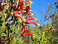 Kirstenbosch National Botanical Garden, Cape Town