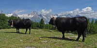 Eringerkühe auf dem «Stand» mit Berner Alpen im Hintergrund