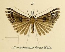 Microschismus fortis