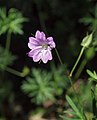 Flower of Geranium columbinum