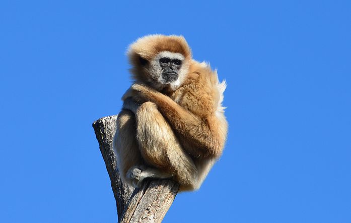 Gibbons à mains blanches