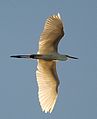 In flight at Lake Monger, Perth, Western Australia