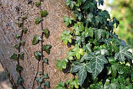 Lierre sur un arbre.