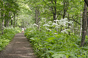 群生するオオハナウド。野幌森林公園。