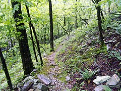 Trail up the mountain, 2014