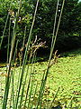 Juncus inflexus