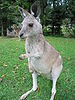 A Kangaroo