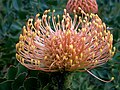 L. cordifolium flower head