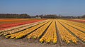 Lisse, tulip field between the Zwartelaan and the Lisserbeek